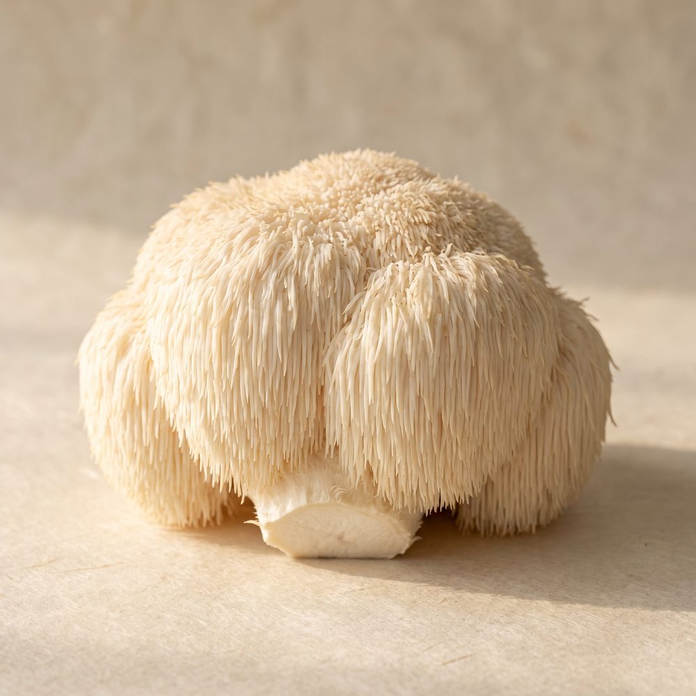 A whole fresh lion's mane mushroom