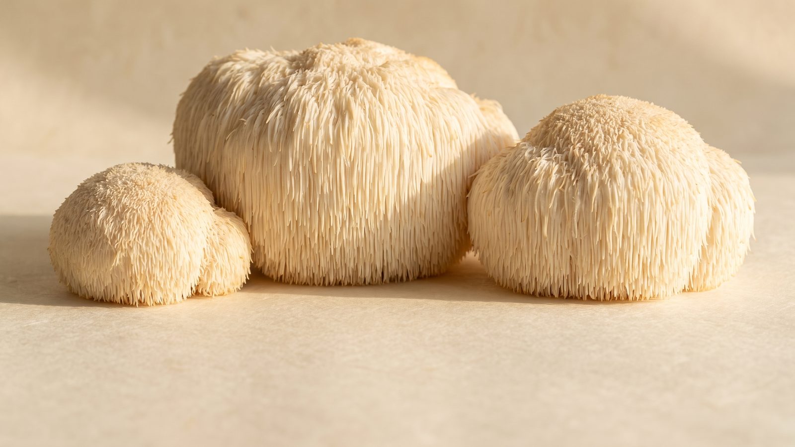 Three fresh lion's mane mushrooms on handmade paper
