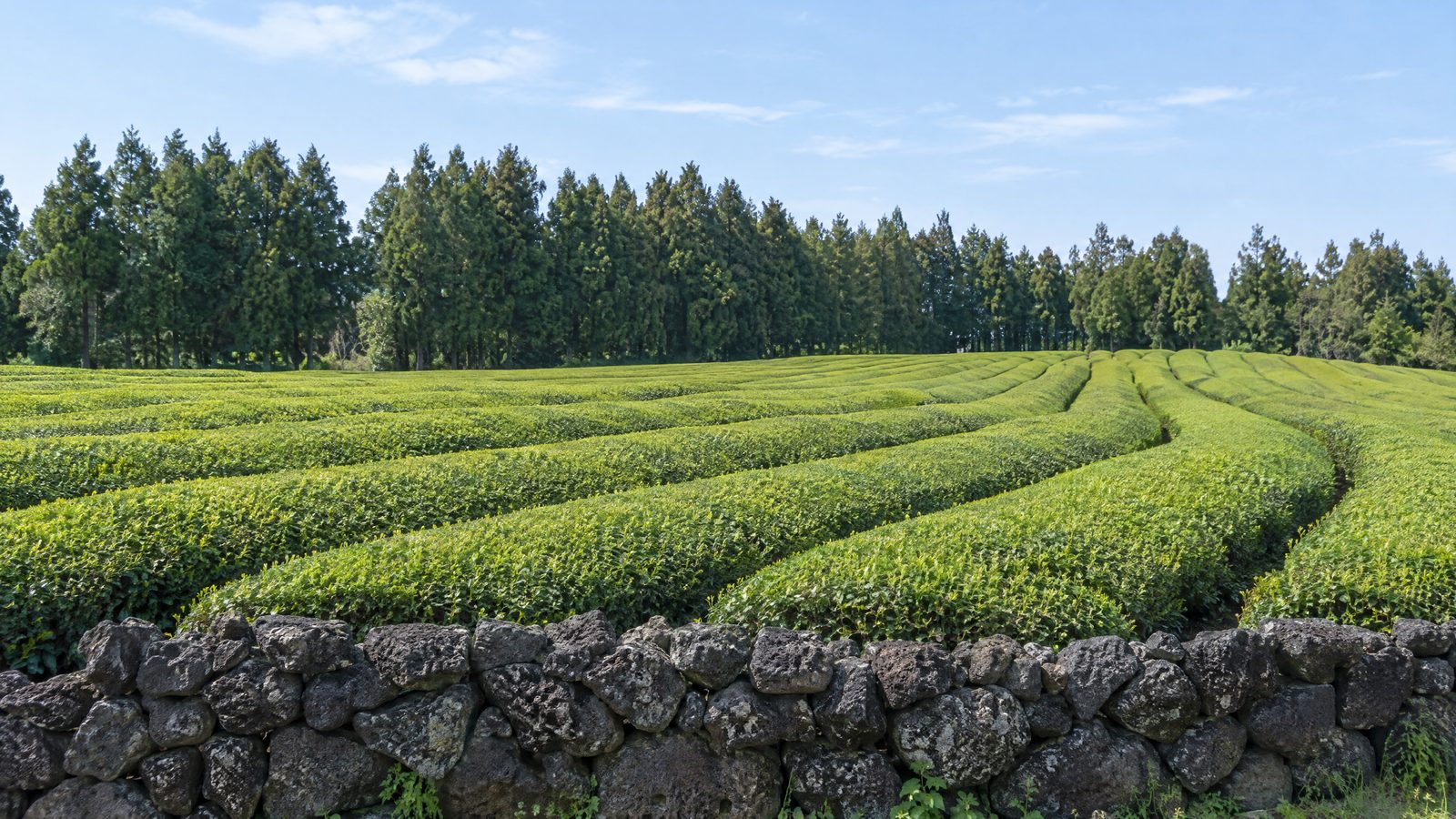 Rows of tea bushes on Jeju behind a low volcanic stone wall, with a line of cedar trees