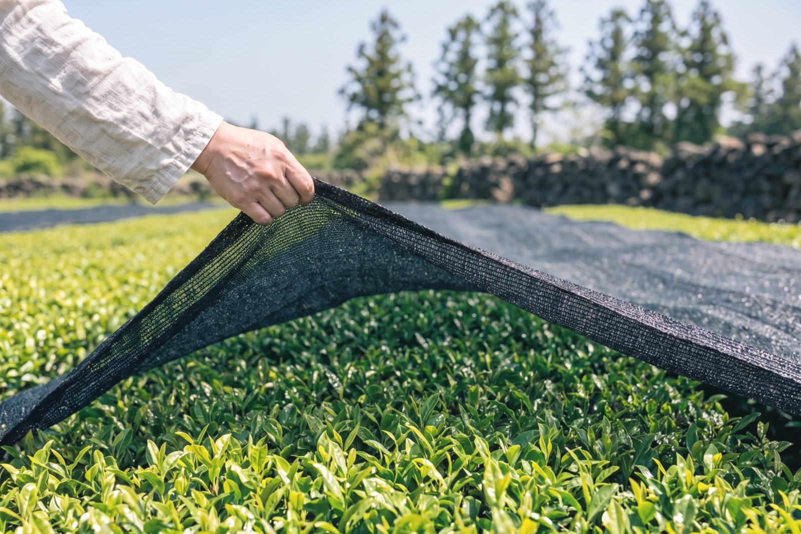A hand lifts a black shade net off tea bushes on a Jeju tea farm, a volcanic stone wall behind