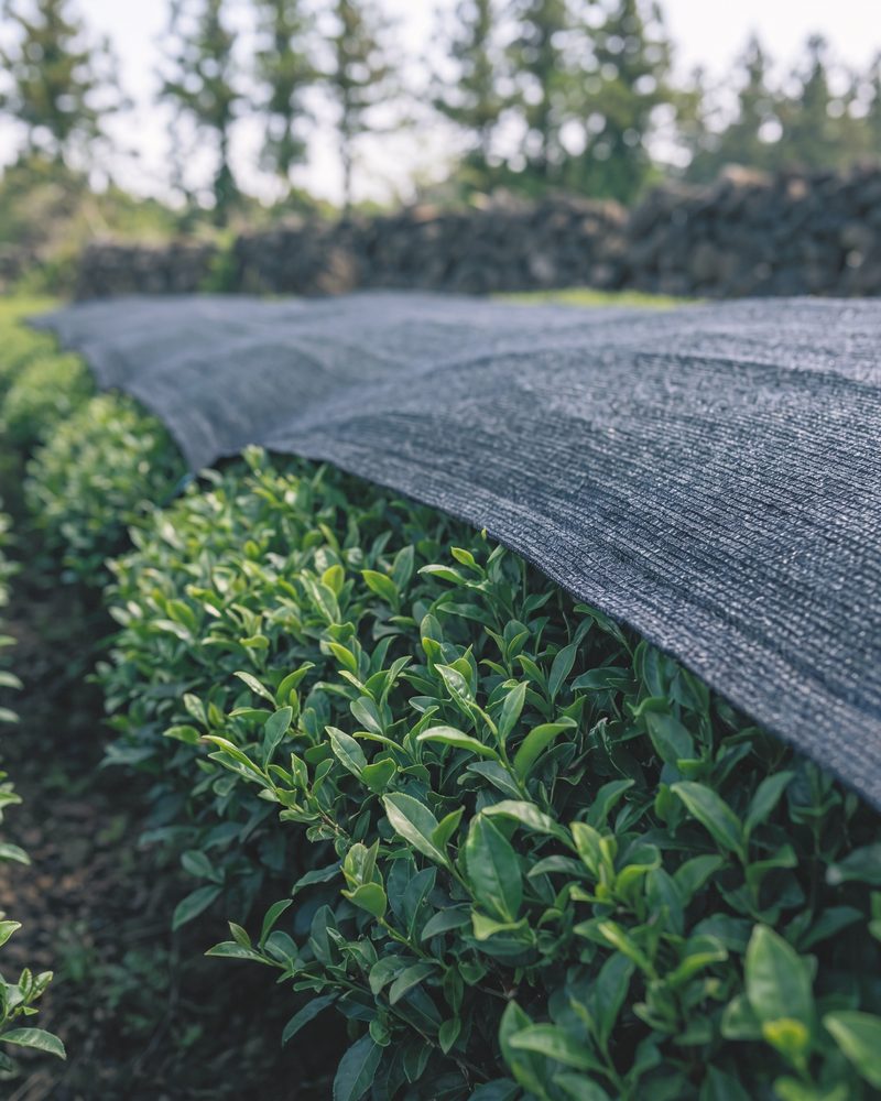 Tea leaves under a black shade net